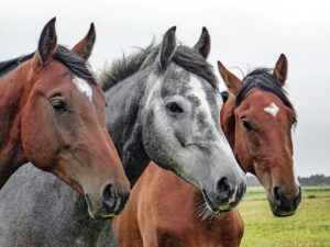 Hest