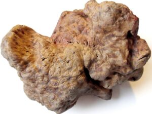 Tyggeben af trærod - Str. L