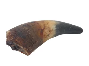 Oksehorn