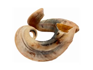 Lammehorn medium størrelse