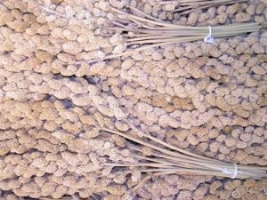 Hirsekolber – 1 kg