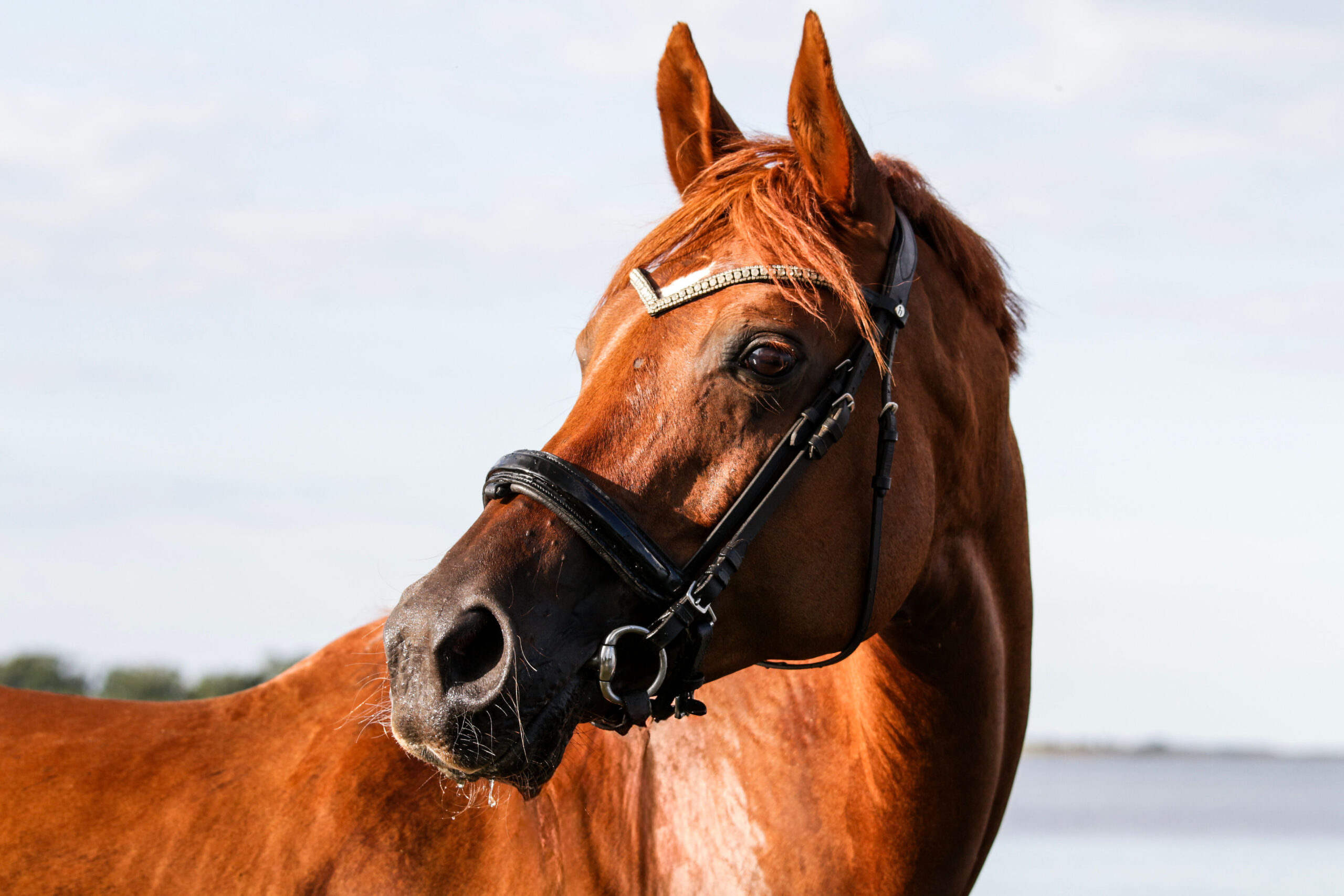 Hest spiser grønt
