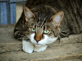 Kat